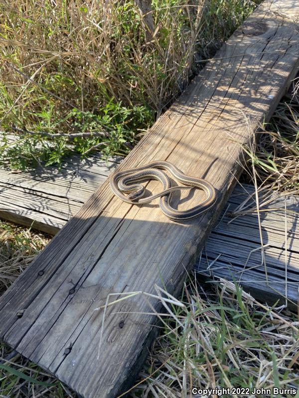 Gulf Coast Ribbonsnake (Thamnophis proximus orarius)