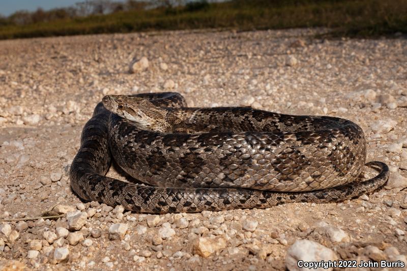 Great Plains Ratsnake (Pantherophis emoryi)