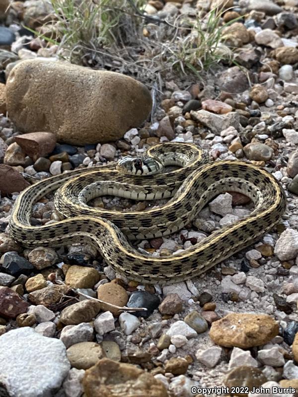 Checkered Gartersnake (Thamnophis marcianus marcianus)