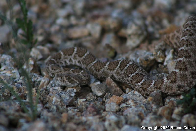 Western Diamond-backed Rattlesnake (Crotalus atrox)