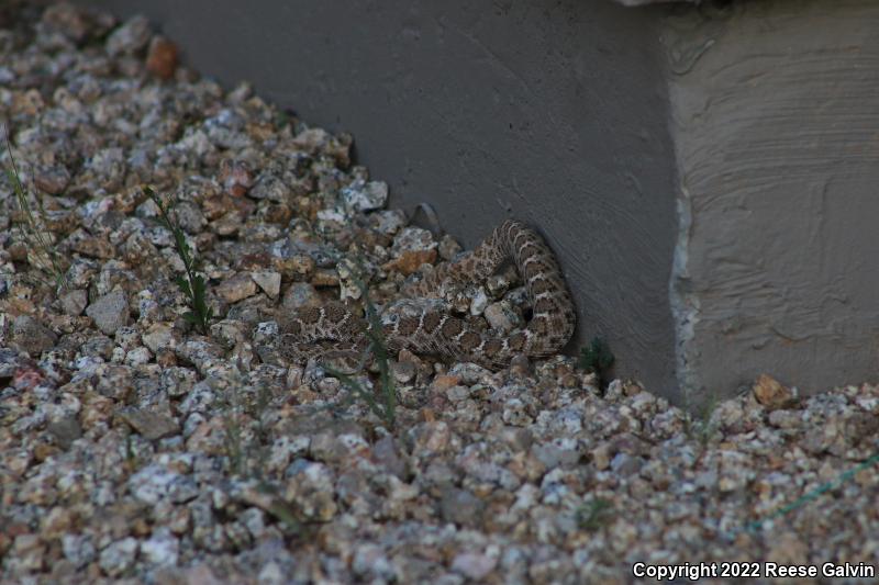 Western Diamond-backed Rattlesnake (Crotalus atrox)