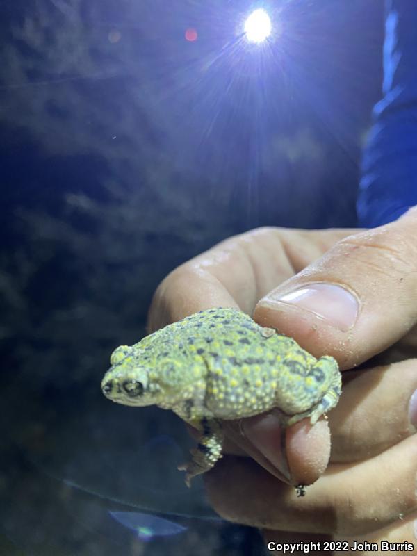 Eastern Green Toad (Anaxyrus debilis debilis)