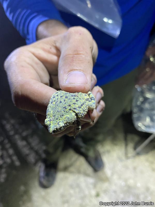 Eastern Green Toad (Anaxyrus debilis debilis)