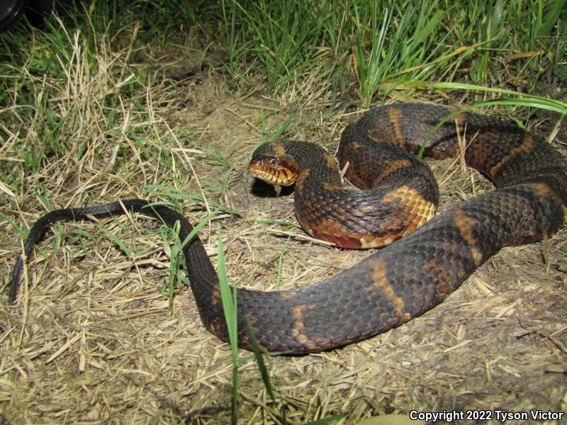 Broad-banded Watersnake (Nerodia fasciata confluens)