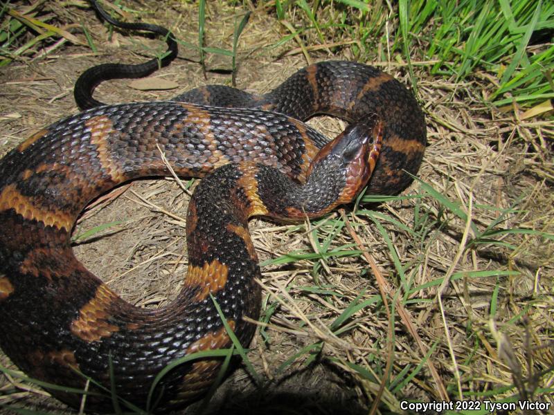 Broad-banded Watersnake (Nerodia fasciata confluens)