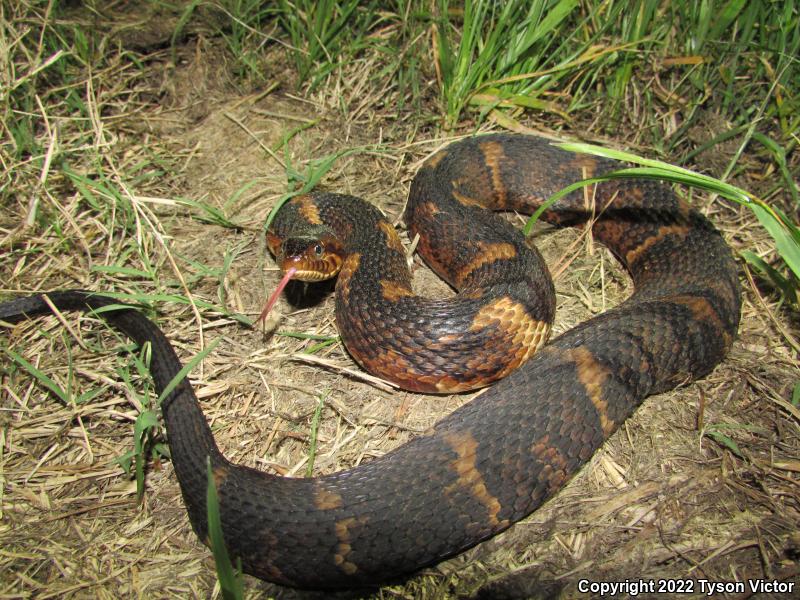 Broad-banded Watersnake (Nerodia fasciata confluens)