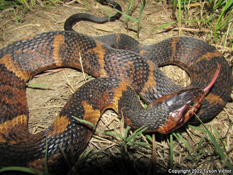 Broad-banded Watersnake (Nerodia fasciata confluens)