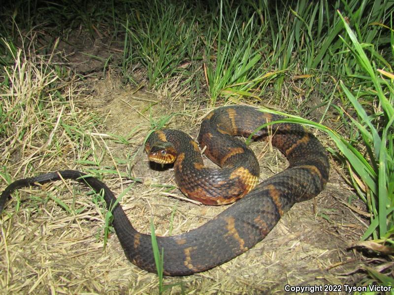 Broad-banded Watersnake (Nerodia fasciata confluens)