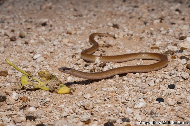 Flat-headed Snake (Tantilla gracilis)