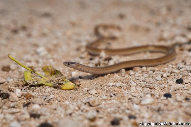 Flat-headed Snake (Tantilla gracilis)