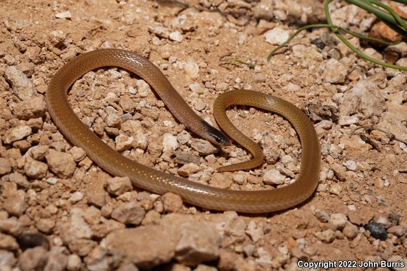 Plains Black-headed Snake (Tantilla nigriceps)