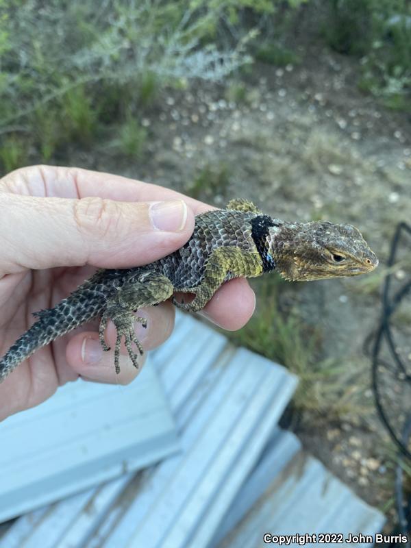 Blue-chinned Rough-scaled Lizard (Sceloporus cyanogenys)