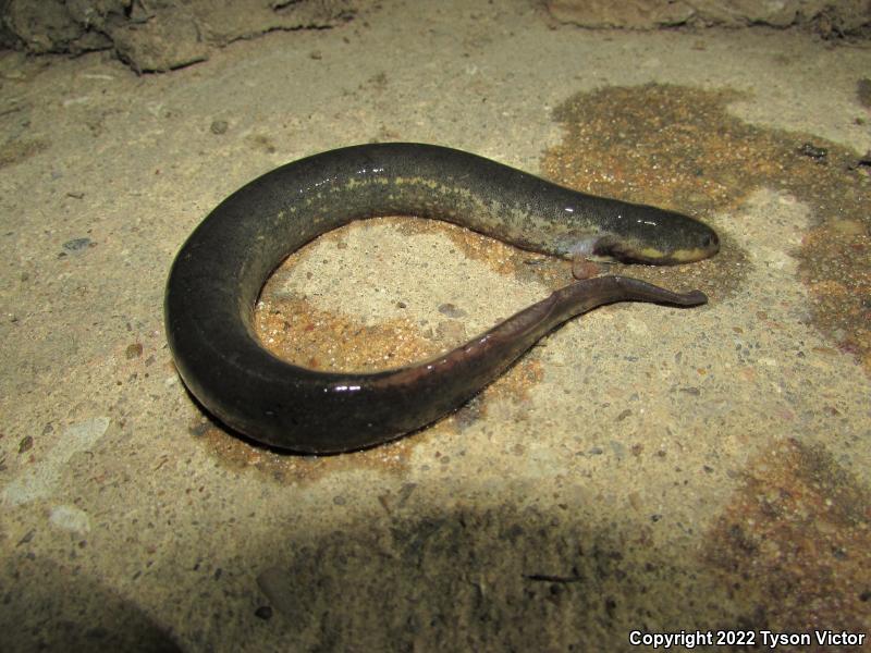 Western Lesser Siren (Siren intermedia nettingi)