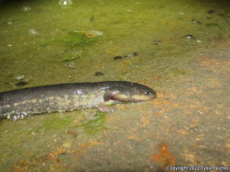 Western Lesser Siren (Siren intermedia nettingi)