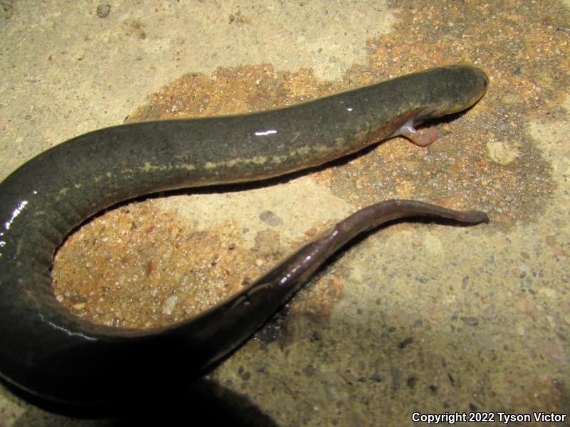 Western Lesser Siren (Siren intermedia nettingi)