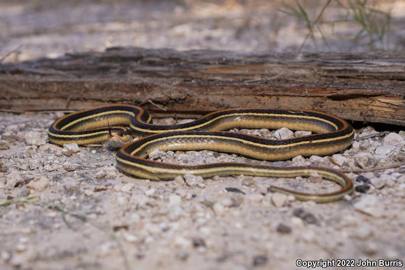 Gulf Coast Ribbonsnake (Thamnophis proximus orarius)