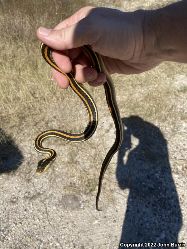 Gulf Coast Ribbonsnake (Thamnophis proximus orarius)