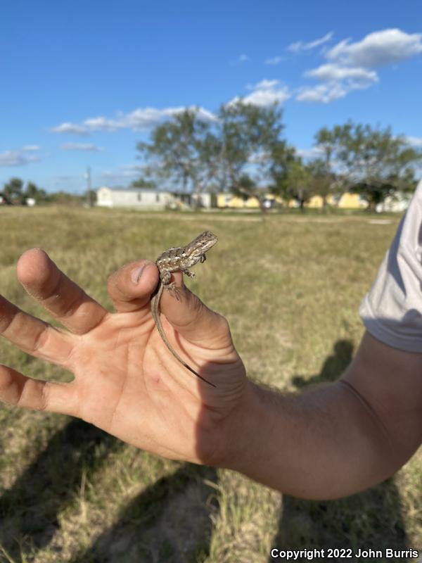 Texas Spiny Lizard (Sceloporus olivaceus)