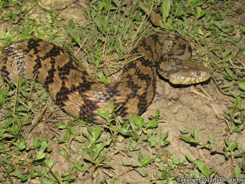 Diamond-backed Watersnake (Nerodia rhombifer rhombifer)