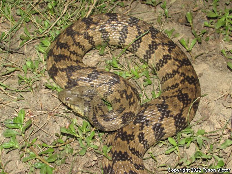 Diamond-backed Watersnake (Nerodia rhombifer rhombifer)