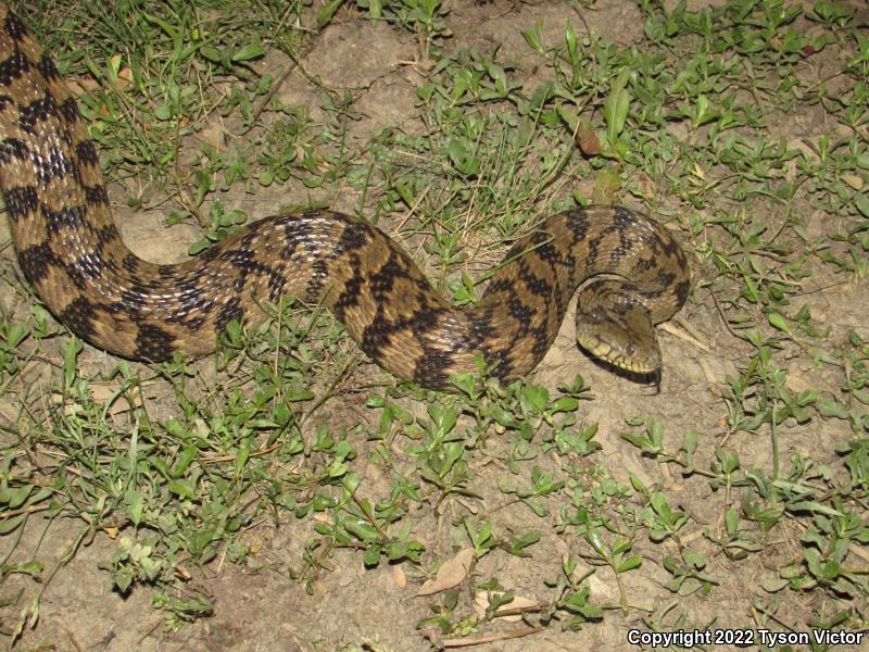 Diamond-backed Watersnake (Nerodia rhombifer rhombifer)