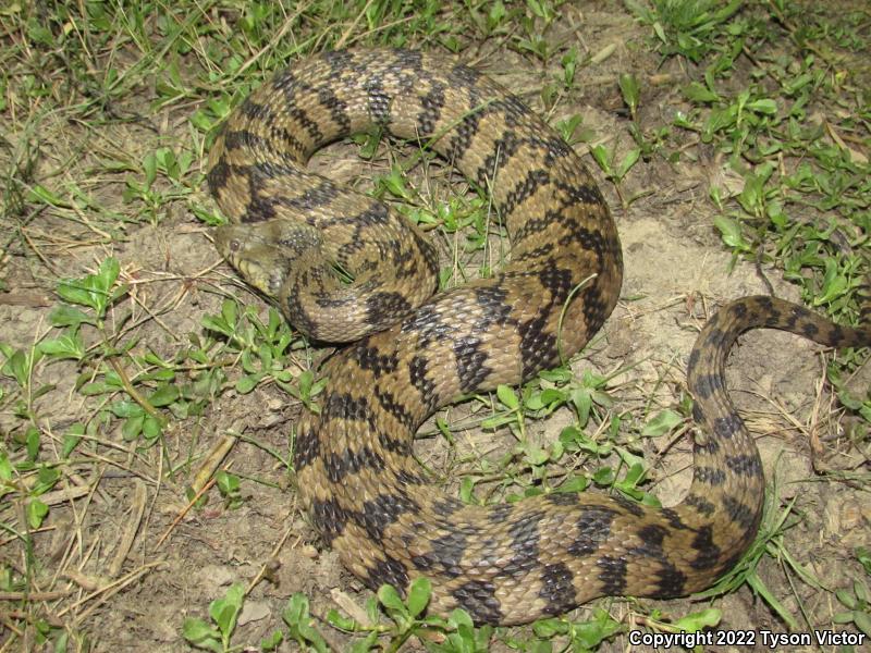 Diamond-backed Watersnake (Nerodia rhombifer rhombifer)