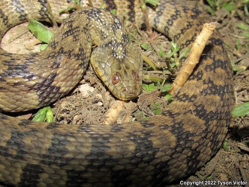 Diamond-backed Watersnake (Nerodia rhombifer rhombifer)