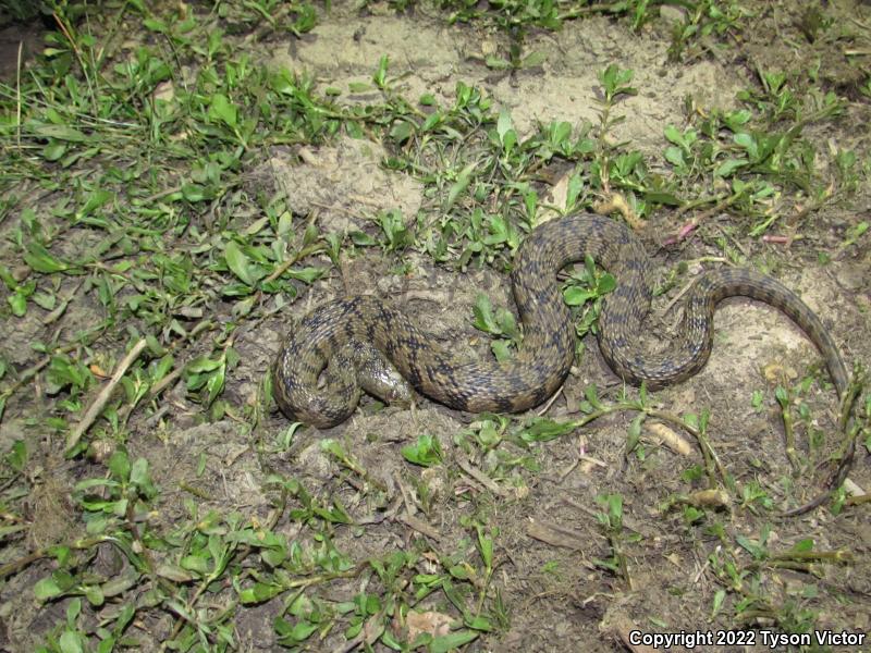 Diamond-backed Watersnake (Nerodia rhombifer rhombifer)