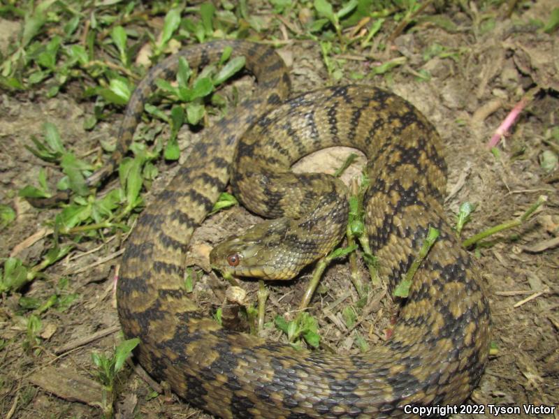 Diamond-backed Watersnake (Nerodia rhombifer rhombifer)