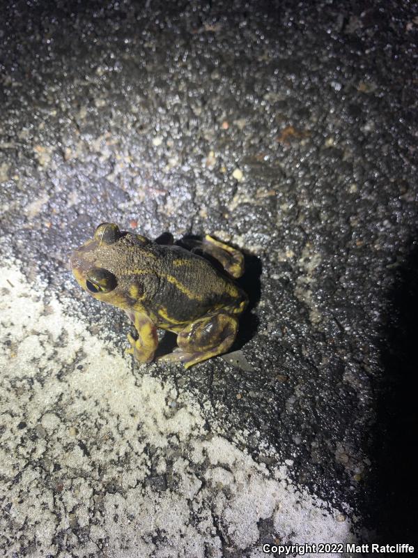 Eastern Spadefoot (Scaphiopus holbrookii)