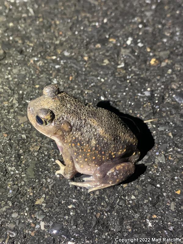 Eastern Spadefoot (Scaphiopus holbrookii)