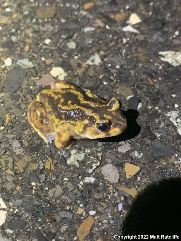 Eastern Spadefoot (Scaphiopus holbrookii)