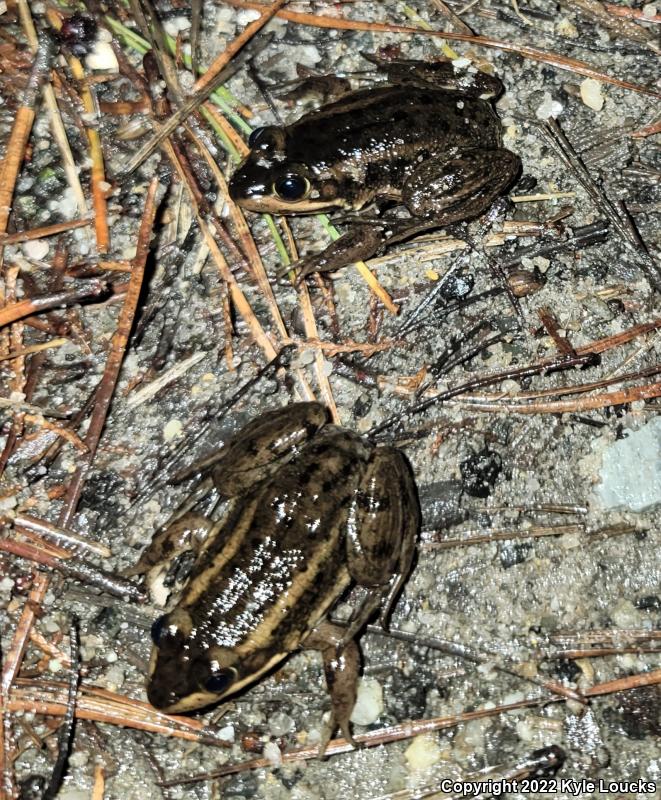 Carpenter Frog (Lithobates virgatipes)