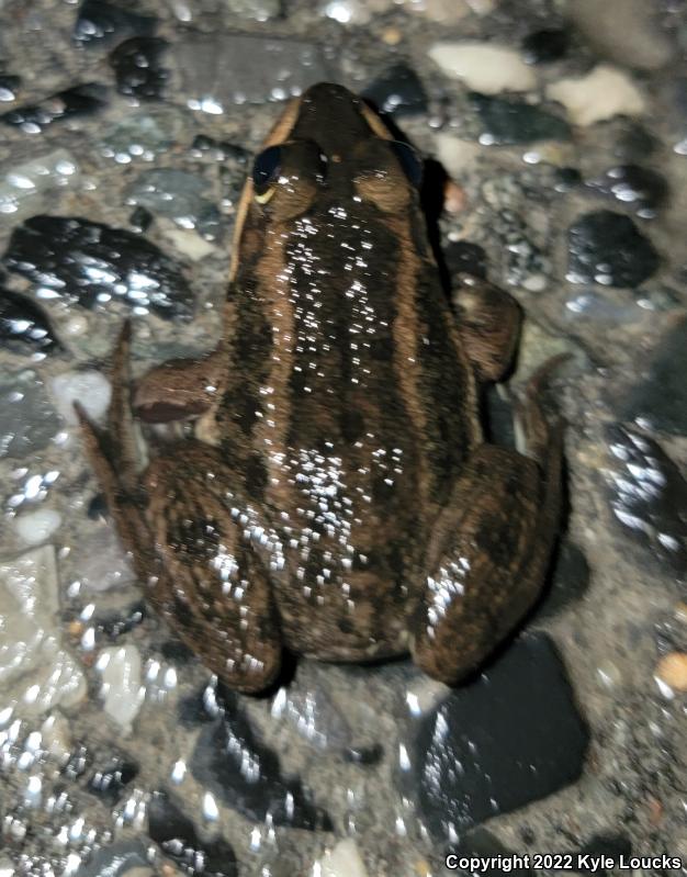 Carpenter Frog (Lithobates virgatipes)