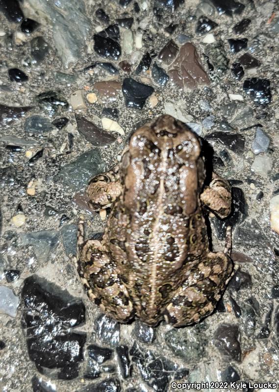 Fowler's Toad (Anaxyrus fowleri)