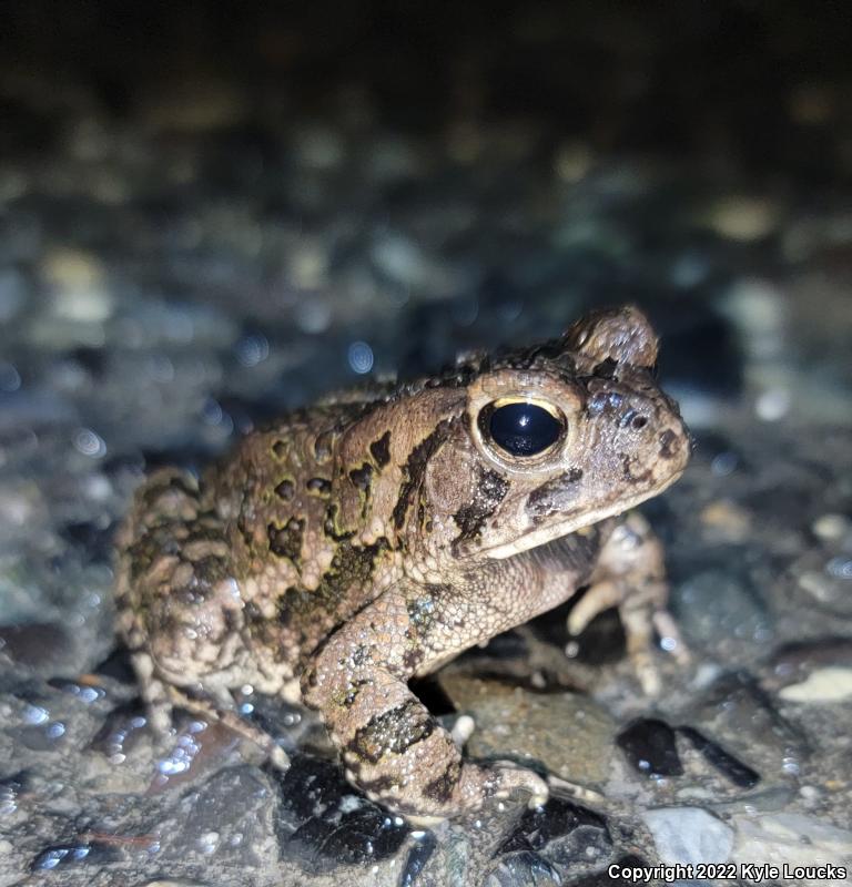 Fowler's Toad (Anaxyrus fowleri)