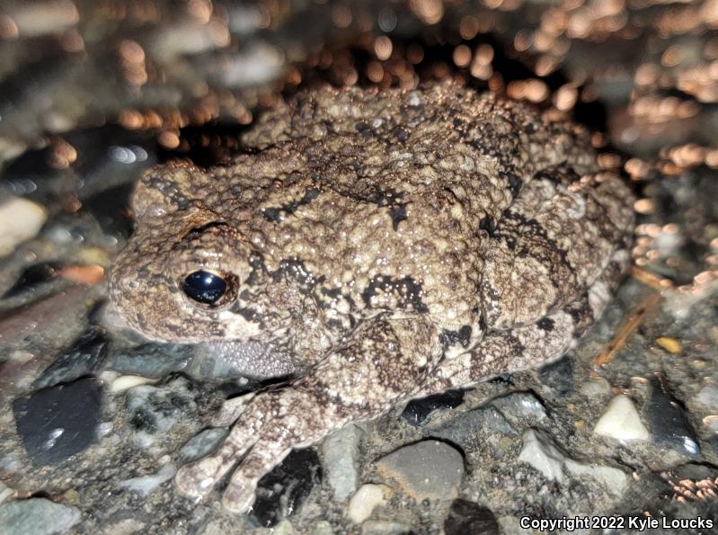 Gray Treefrog (Hyla versicolor)