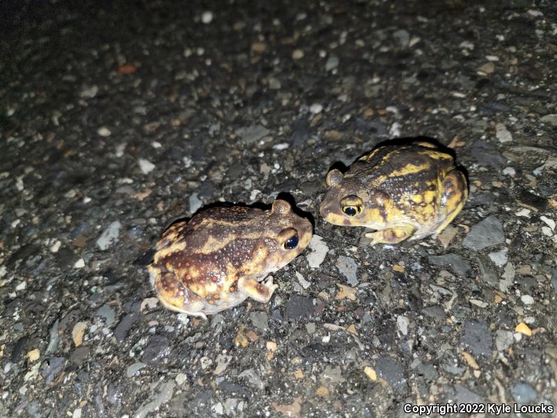 Eastern Spadefoot (Scaphiopus holbrookii)