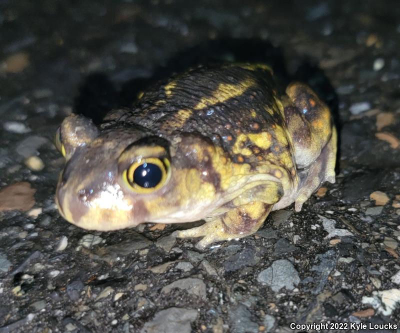 Eastern Spadefoot (Scaphiopus holbrookii)