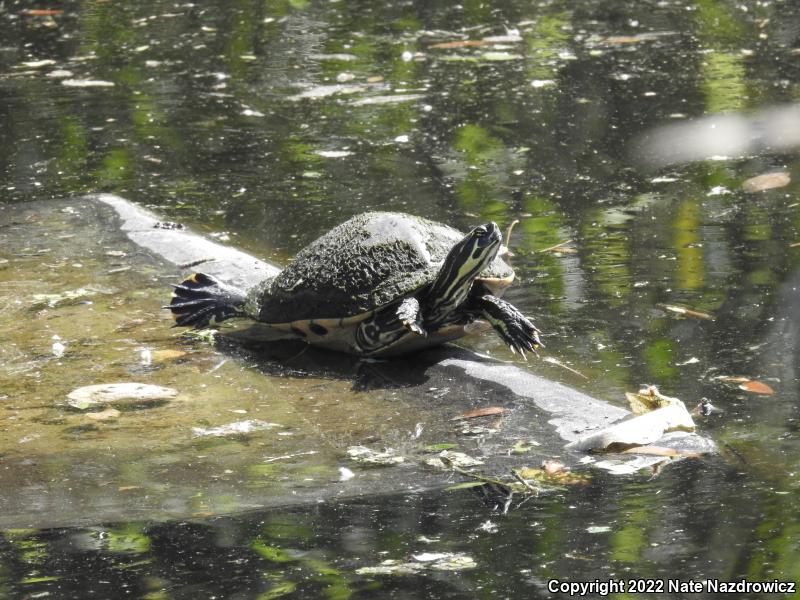 Peninsula Cooter (Pseudemys peninsularis)