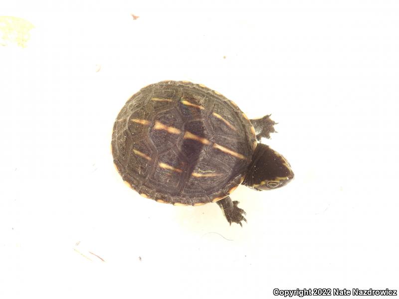 Striped Mud Turtle (Kinosternon baurii)