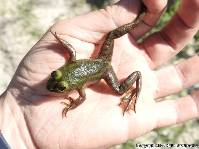 Pig Frog (Lithobates grylio)