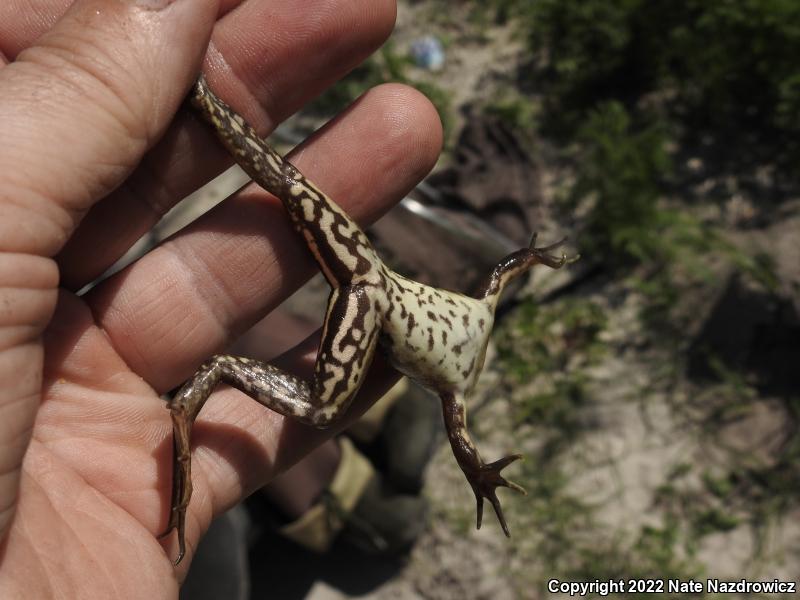 Pig Frog (Lithobates grylio)