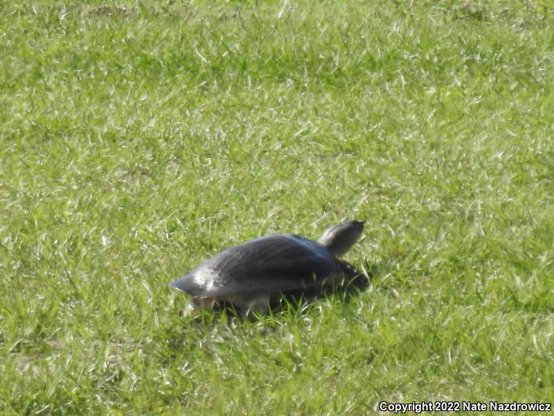 Florida Softshell (Apalone ferox)