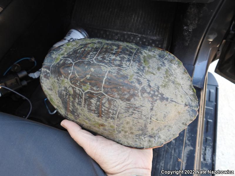 Peninsula Cooter (Pseudemys peninsularis)