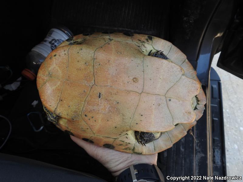 Peninsula Cooter (Pseudemys peninsularis)