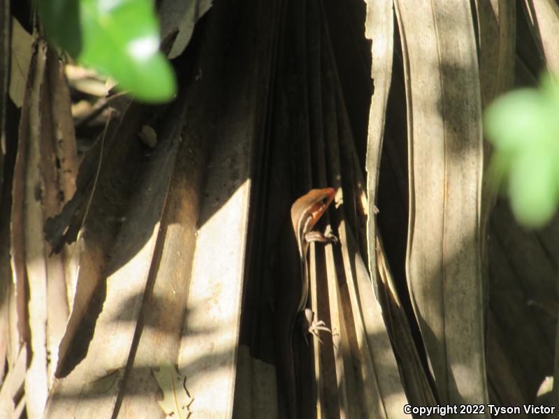 Five-lined Skink (Plestiodon fasciatus)