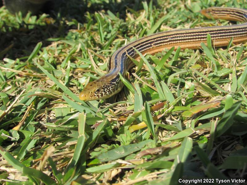 Western Slender Glass Lizard (Ophisaurus attenuatus attenuatus)