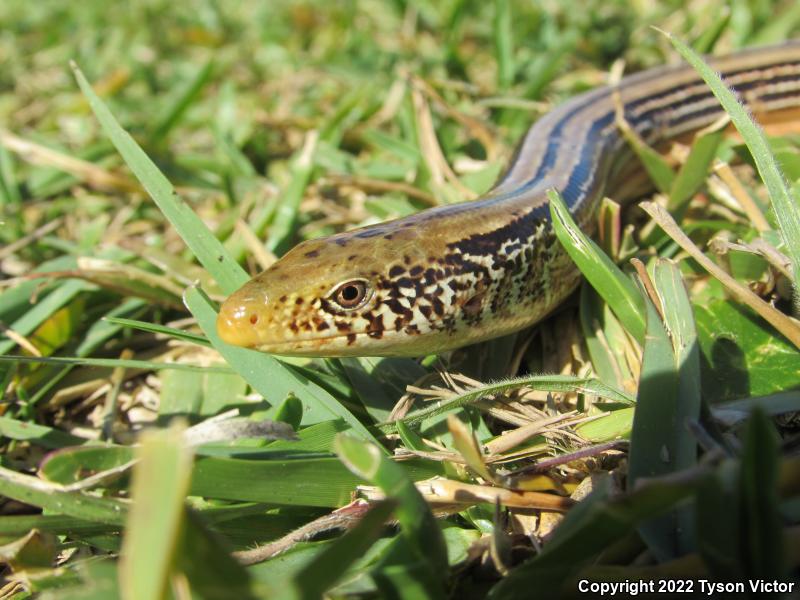 Western Slender Glass Lizard (Ophisaurus attenuatus attenuatus)