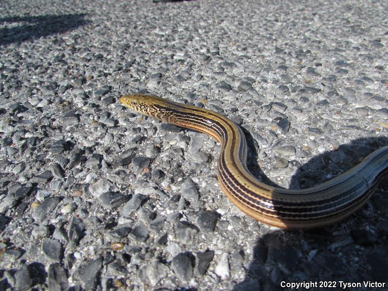 Western Slender Glass Lizard (Ophisaurus attenuatus attenuatus)